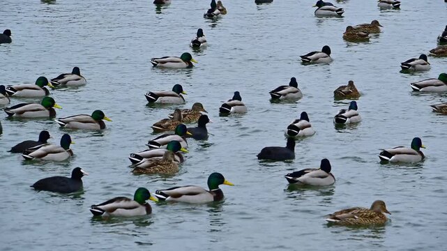 Mixed flock of male and female mallards (Anas platyrhynchos) and Eurasian coots (Fulica atra) swimming in a lagoon during winter in the Sukhoi liman, Odessa region