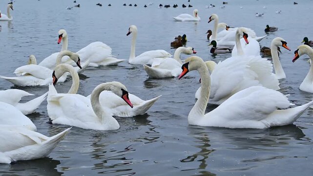 A group of adult mute swans (Cygnus olor) and wild ducks (family Anatidae) swimming near the shoreline in winter in a saline lagoon of the Black Sea.