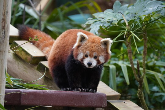 Red panda