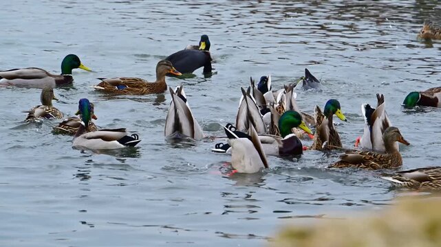 Wild birds in Europe: male and female mallards (Anas platyrhynchos) foraging by dabbling and diving to the bottom in a saline lagoon of the Black Sea.