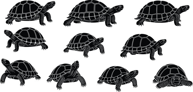 Hand Drawn Black Tortoise Silhouette Set Engraving Style Vector Illustration Collection of Land Turtle Species Isolated on White Background for Wildlife Nature Graphic Design