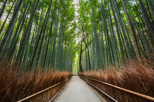 Bamboo forest in Kyoto, Japan