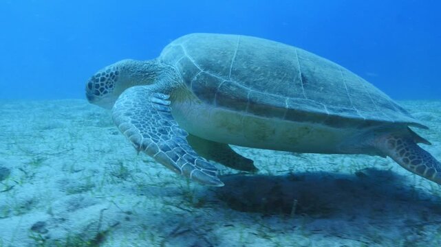 turtle swimming  underwater. green sea turtle (Chelonia mydas) swimming and feeding ocean grass scenery  with animal eating