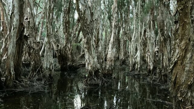 Tall trees with peeling bark surround dark water in a swamp during daylight hours.