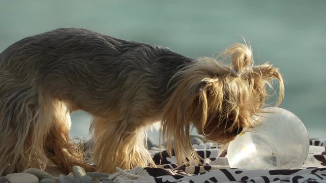 Dog pet beach playful furry canine enjoying ice from container on blanket by the ocean on a summer day