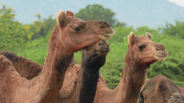 Camels at the Pushkar Fair, also called the Pushkar Camel Fair or locally as Kartik Mela is an annual multi-day livestock fair and cultural held in the town of Pushkar Rajasthan, India.