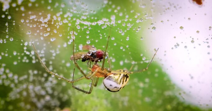 Close-up of spider (Linyphia hortensis) on web eats its prey.