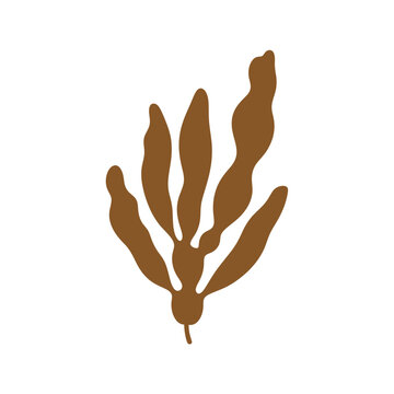 Brown Seaweed Vector Illustration on White vector illustration