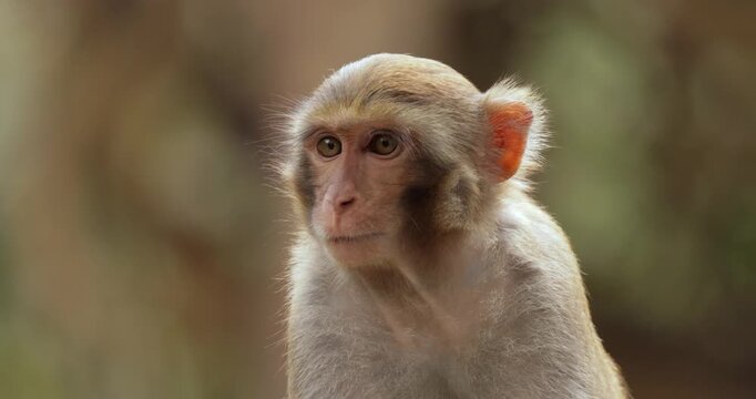 Macaques in nature. Macaques constitute a genus (Macaca) of gregarious monkeys. Macaques are found in a variety of habitats throughout the Asian continent and are highly adaptable.