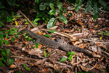 Fototapeta premium lizard in the forest