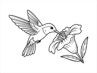 Hummingbird bird with flower line art, Outline Drawing of Hummingbird with Flower, Nature Wildlife Vector Illustration © AI Vector Stroker