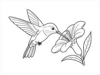 Hummingbird bird with flower line art, Outline Drawing of Hummingbird with Flower, Nature Wildlife Vector Illustration © AI Vector Stroker