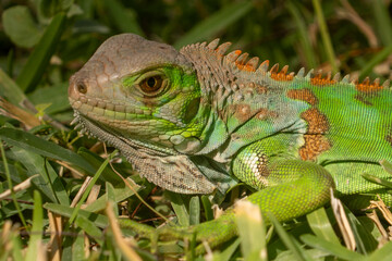 Obraz premium Leguan 
