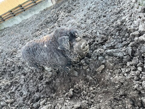 Rare woolly pig or Mangalica walking through mud on an organic farm