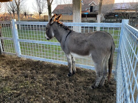 Domestic donkey standing in a wooden pen on a traditional farm