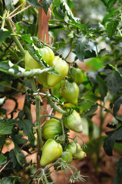 Young green tomatoes of the bull's heart variety grow in a greenhouse in the garden, evening sunlight. selective focus, soft focus.