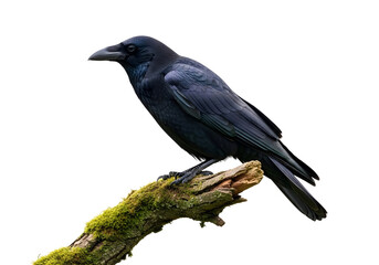 Fototapeta premium Black Raven Perched on Mossy Branch Isolated Transparent PNG
