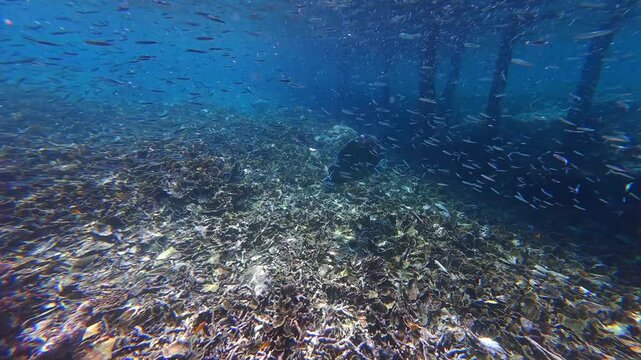 Underwater Wonders of the Tropical Reef with  Bumphead parrotfish  as Beauty of Coral Reef Biodiversity with ocean sea background	