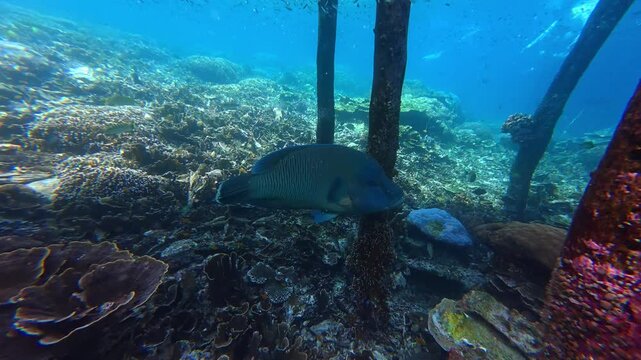 Underwater Wonders of the Tropical Reef with  Bumphead parrotfish  as Beauty of Coral Reef Biodiversity with ocean sea background	