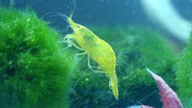 Yellow Shrimp Foraging in Aquarium with Lush Greenery, 4K Cinematic