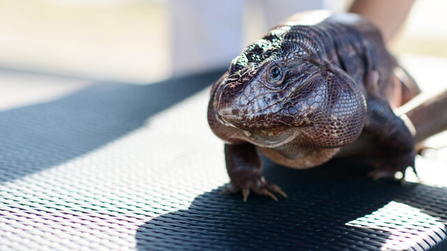 Argentine Red Tegu Lizard Close up