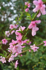 Peach blossoms (Prunus persica) blooming in Parc Monceau, Paris, France, early March 2026