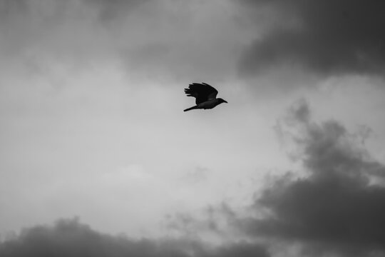 corvo