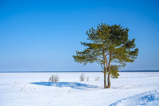 Lone pine tree standing in a serene, isolated winter landscape. White snow covers the ground under a bright blue sky