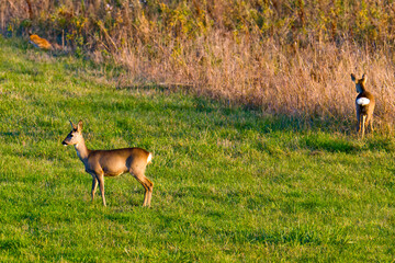 Rehe im Herbst in Brandenburg  © Karin Jähne