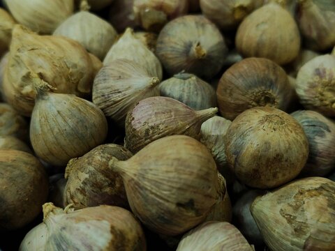 Close up of a pile of fresh solo garlic bulbs with natural texture. Single clove garlic commonly used as a cooking ingredient and traditional herbal food.