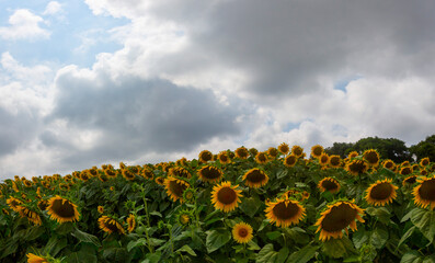 Obraz premium A sunflower field and a sunny day.