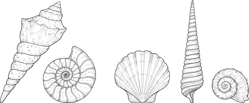 Hand Drawn Seashell Collection Vector Illustration with Spiral Shell, Scallop and Marine Fossil Elements Isolated for Vintage Ocean Nature Design