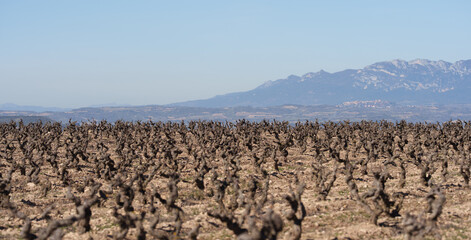 Naklejka premium Pruned Vineyard Rows with Distant Mountain Range Under Clear Blue Sky