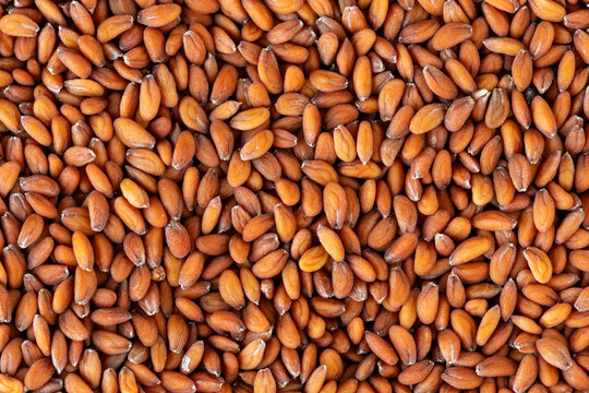 Close-up of garden cress (Lepidium sativum) seeds as an abstract background texture - flat lay.