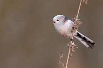 Raniuszek (Aegithalos caudatus) © Grzegorz