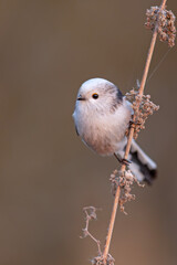 Raniuszek (Aegithalos caudatus) © Grzegorz