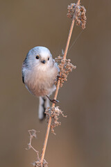 Raniuszek (Aegithalos caudatus) © Grzegorz