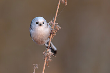 Raniuszek (Aegithalos caudatus) © Grzegorz