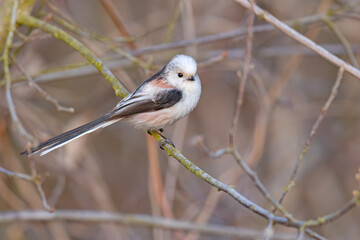Raniuszek (Aegithalos caudatus) © Grzegorz