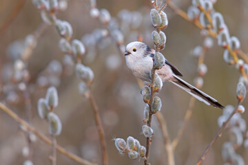 Raniuszek (Aegithalos caudatus) © Grzegorz