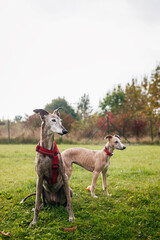 Two dogs in off-leash dog park. Old greyhound and puppy of whippet together outdoors