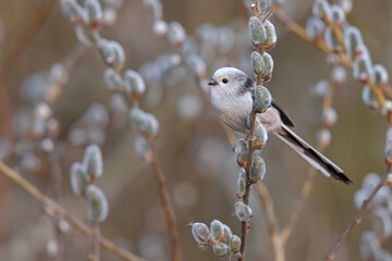Raniuszek (Aegithalos caudatus) © Grzegorz