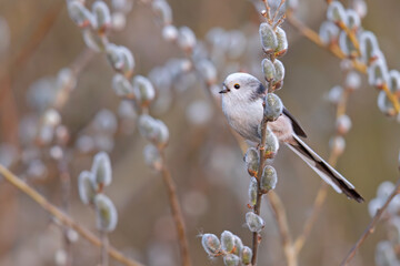 Raniuszek (Aegithalos caudatus) © Grzegorz