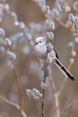 Raniuszek (Aegithalos caudatus) © Grzegorz