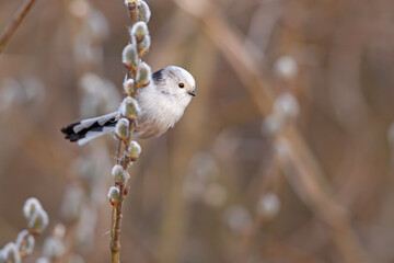Raniuszek (Aegithalos caudatus) © Grzegorz