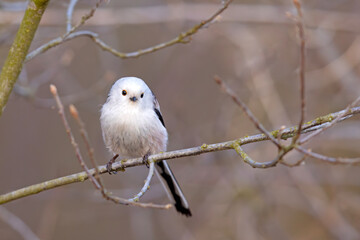 Raniuszek (Aegithalos caudatus) © Grzegorz