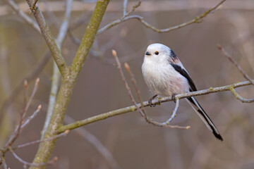 Raniuszek (Aegithalos caudatus) © Grzegorz