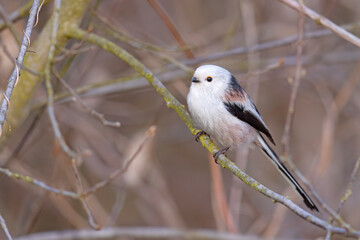 Raniuszek (Aegithalos caudatus) © Grzegorz