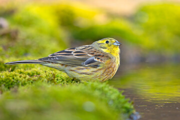 Trznadel (Emberiza citrinella) © Grzegorz