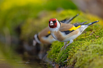 Szczygieł (Carduelis carduelis)  © Grzegorz